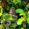 DOLCE GABBANA KING 150 ML SP EDT - Image 4